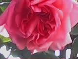 une belle rose mmmm
