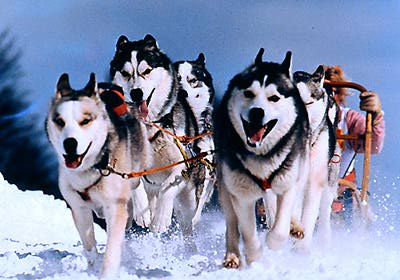chiens