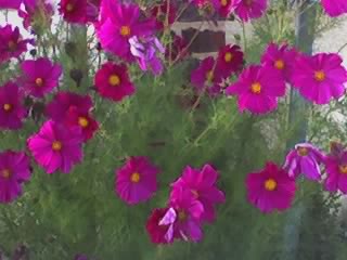 fleurs