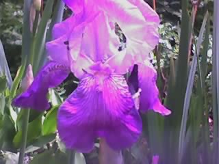 fleurs