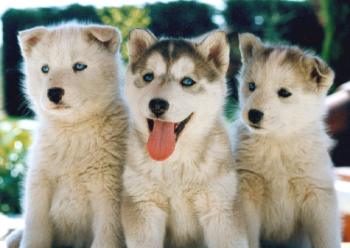 chiens
