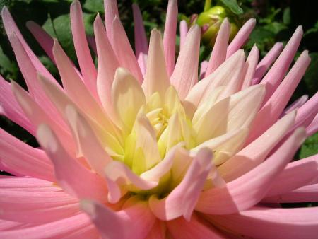 fleur