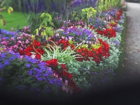 jardin