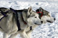 chiens