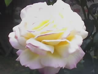 fleur
