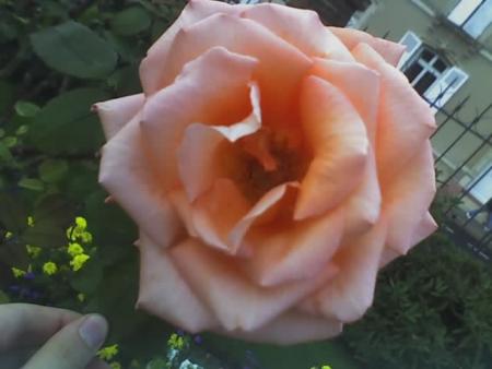 rose rose