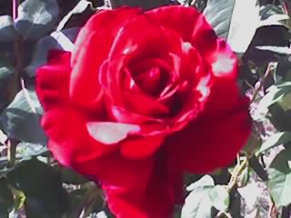 rose rouge
